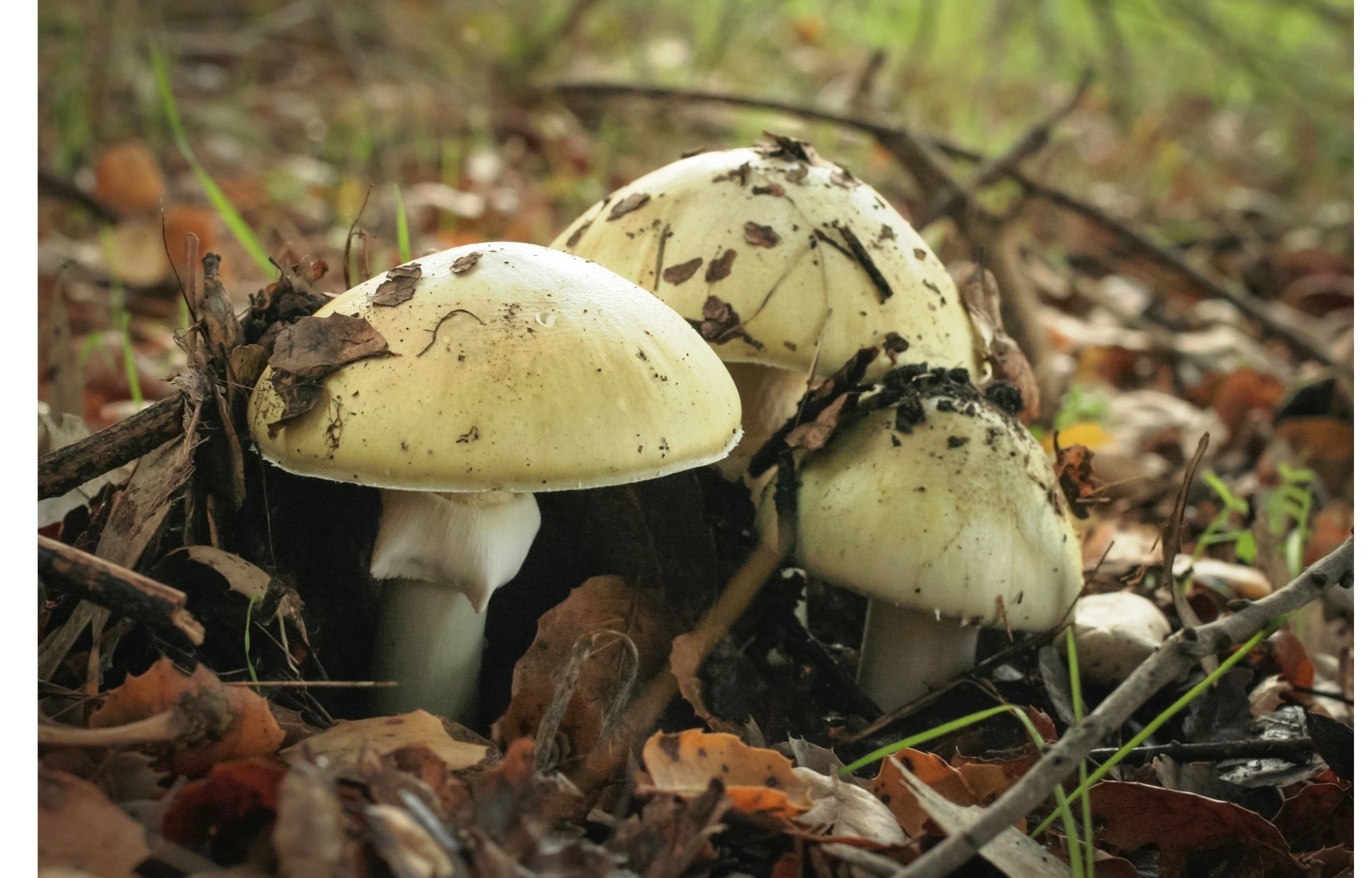 Wild 'death cap' mushrooms poison 14 people in Northern ...