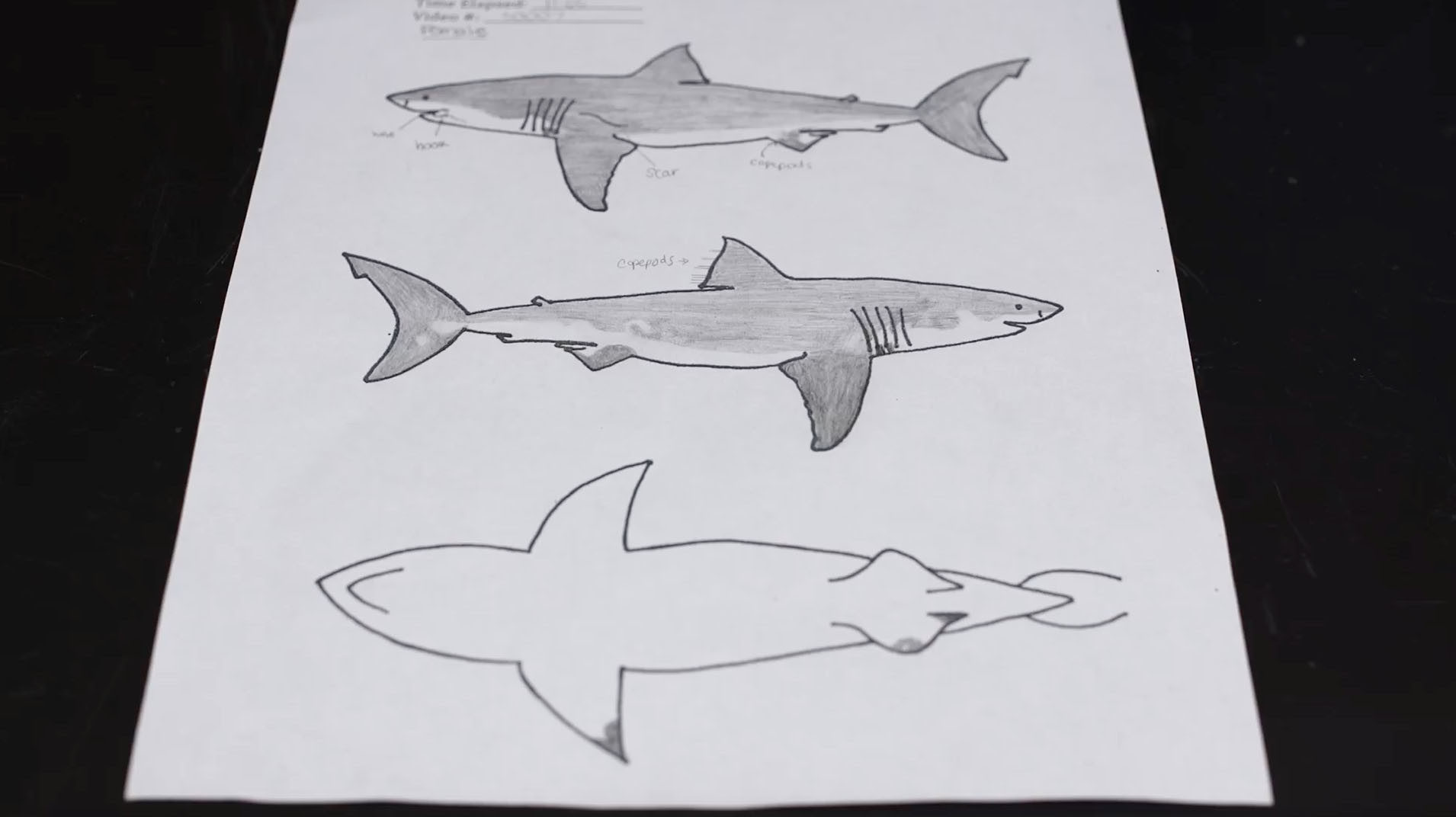 Sketches of juvenile great white sharks are made after members of the Shark Lab at Cal State Long Beach examine footage shot by the Remote Underwater Video Systems.