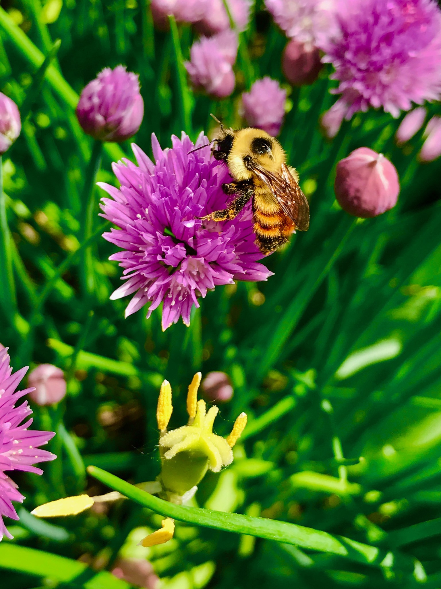 A red-belted bumblebee covered in pollen visits a chive flower in Canada.