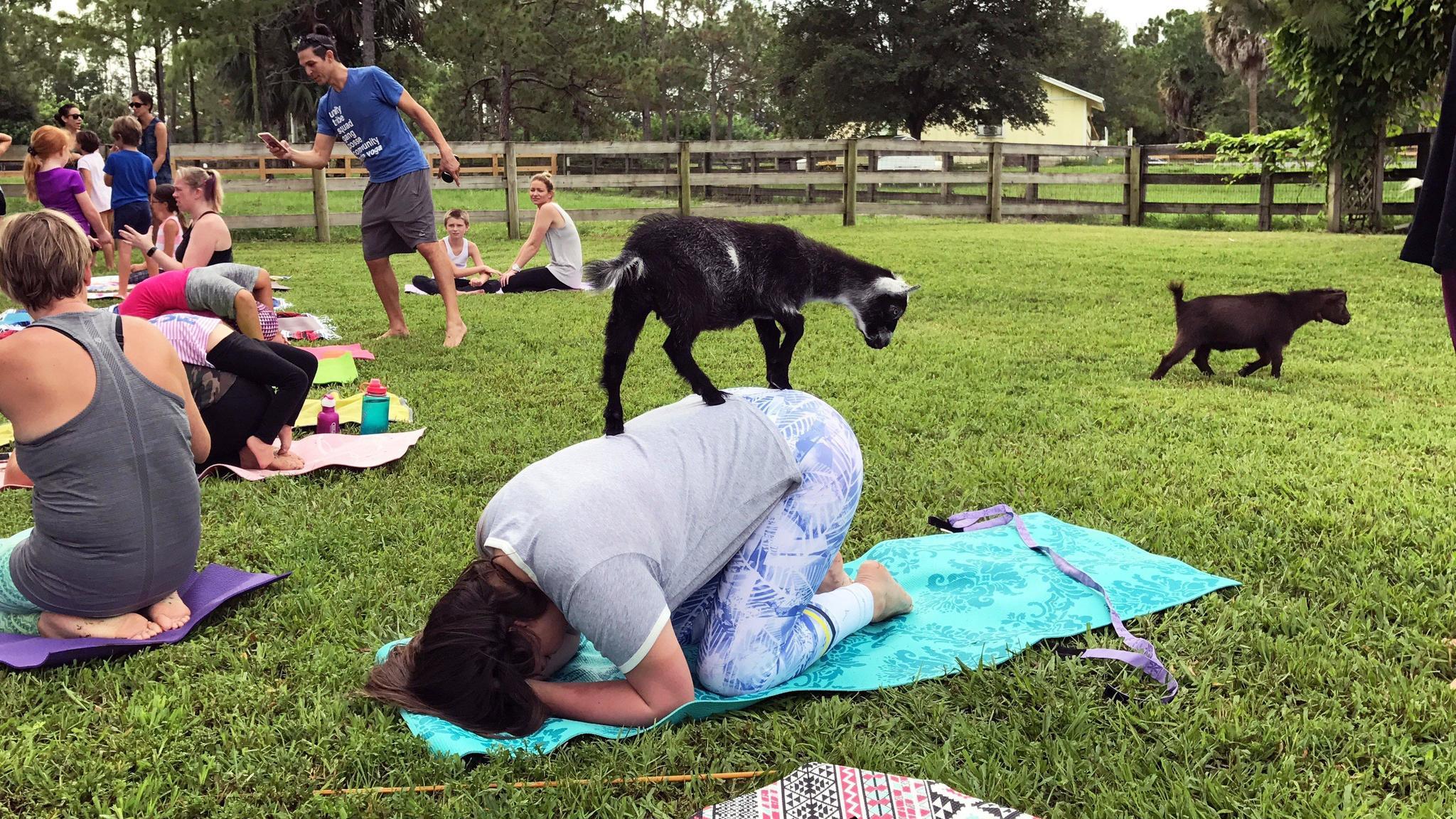 Goat yoga classes provide on-the-farm therapy - Sun Sentinel