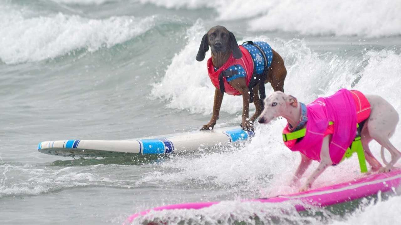Top Surf Dog to be crowned in Del Mar - The San Diego Union-Tribune