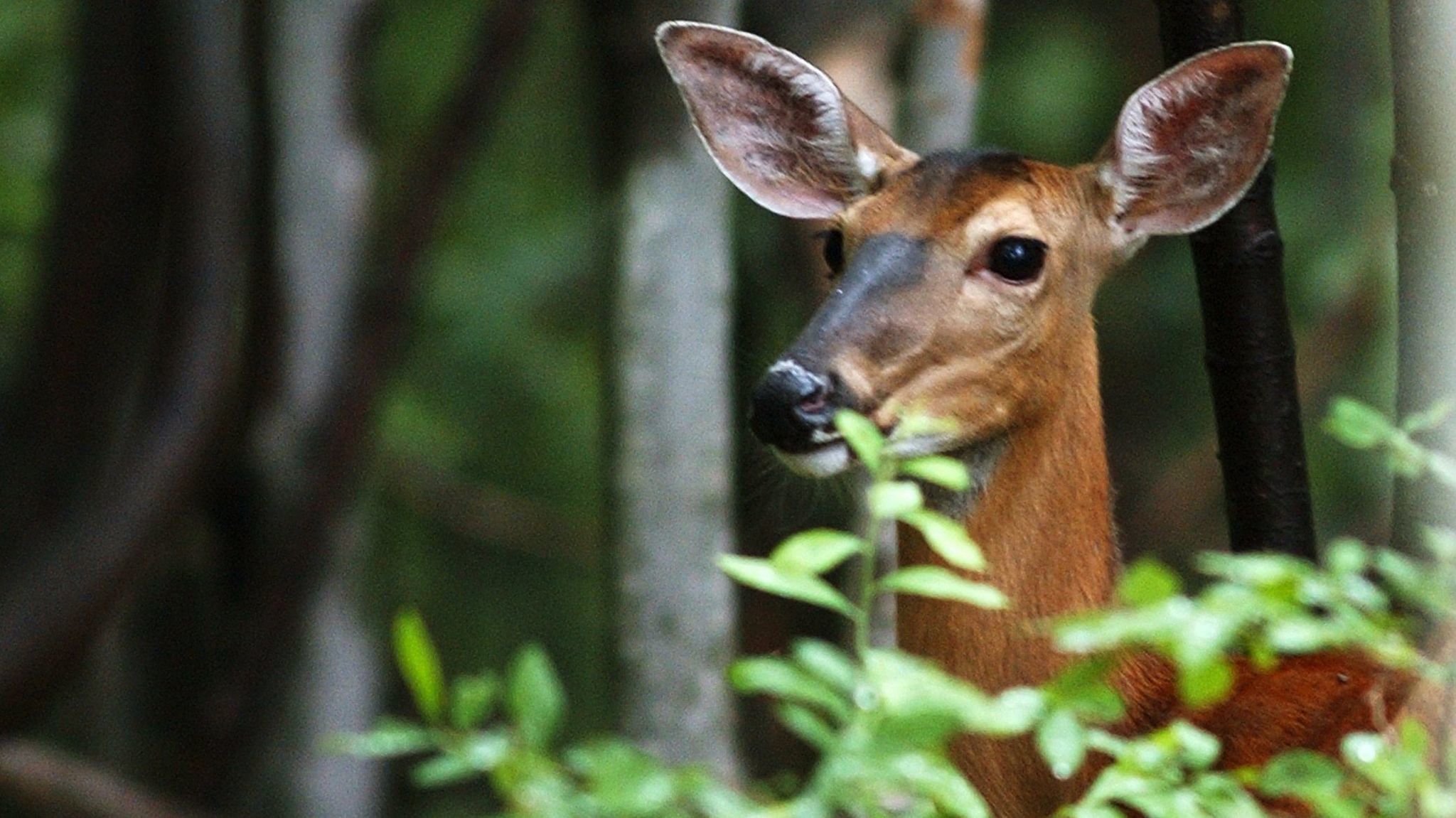 Gardening: Help! Deer are eating all of our plants - The Morning Call