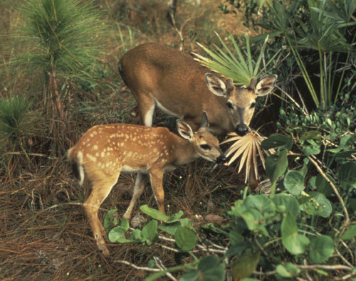 An analysis of the key deer in the florida keys