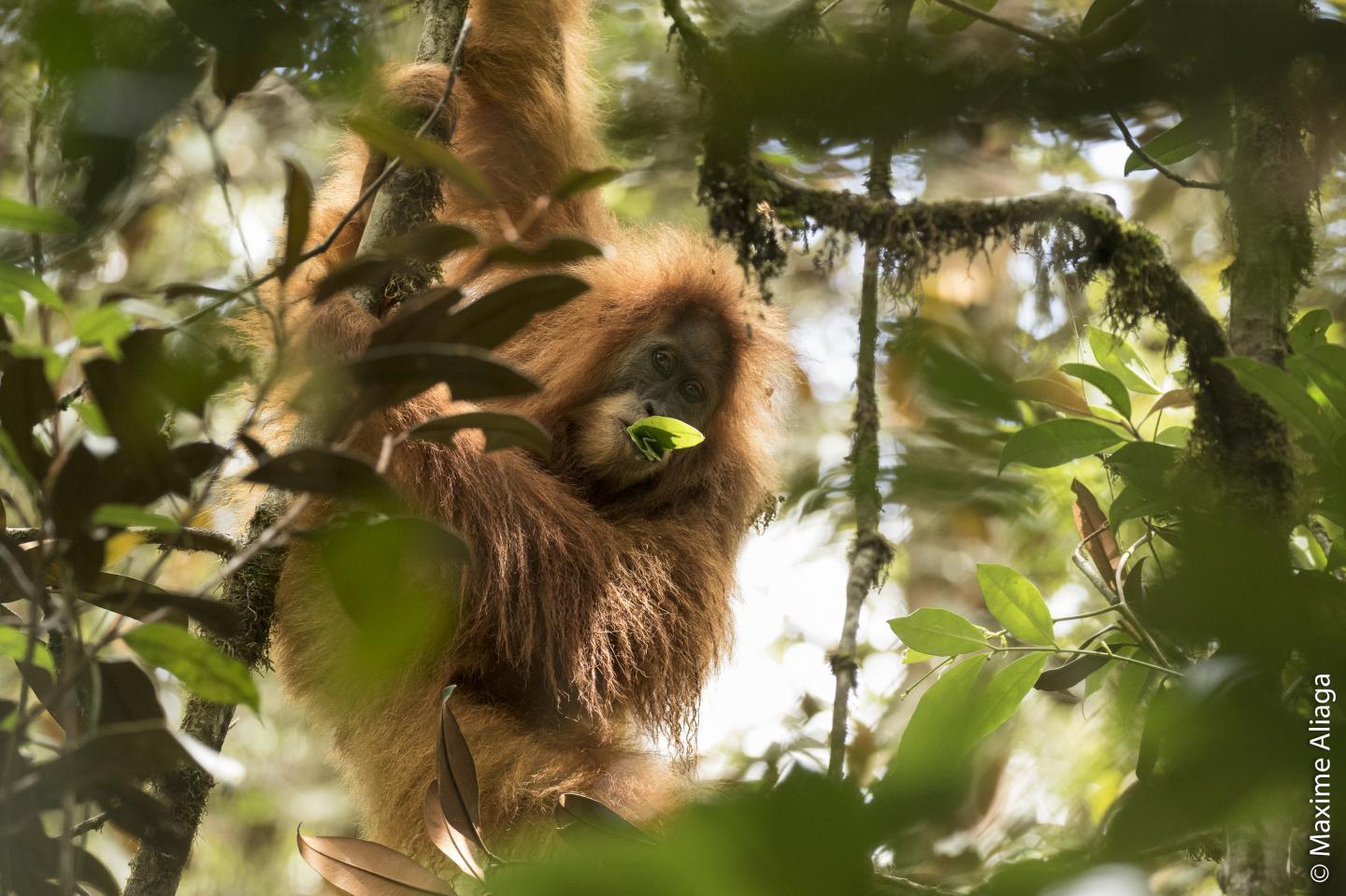 Experts estimate that there are fewer than 800 Tapanuli orangutans left in the world, making their prospects for survival unclear.