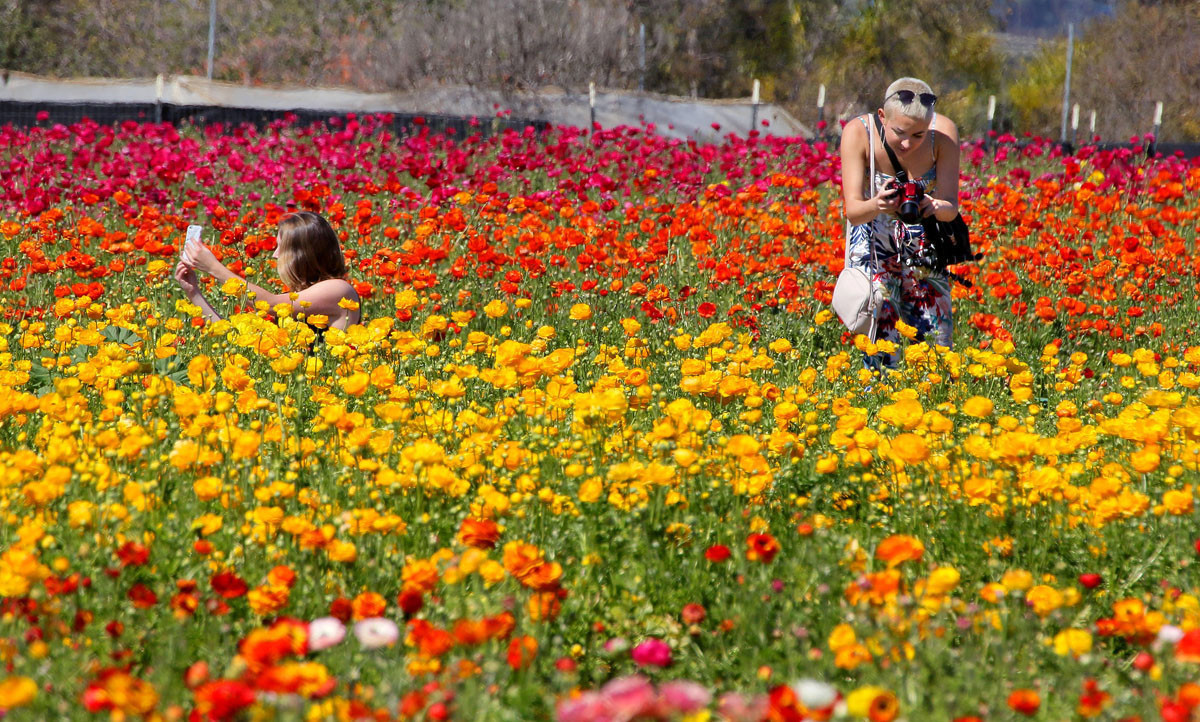 Final weeks at Flower Fields full of events - Pacific San Diego