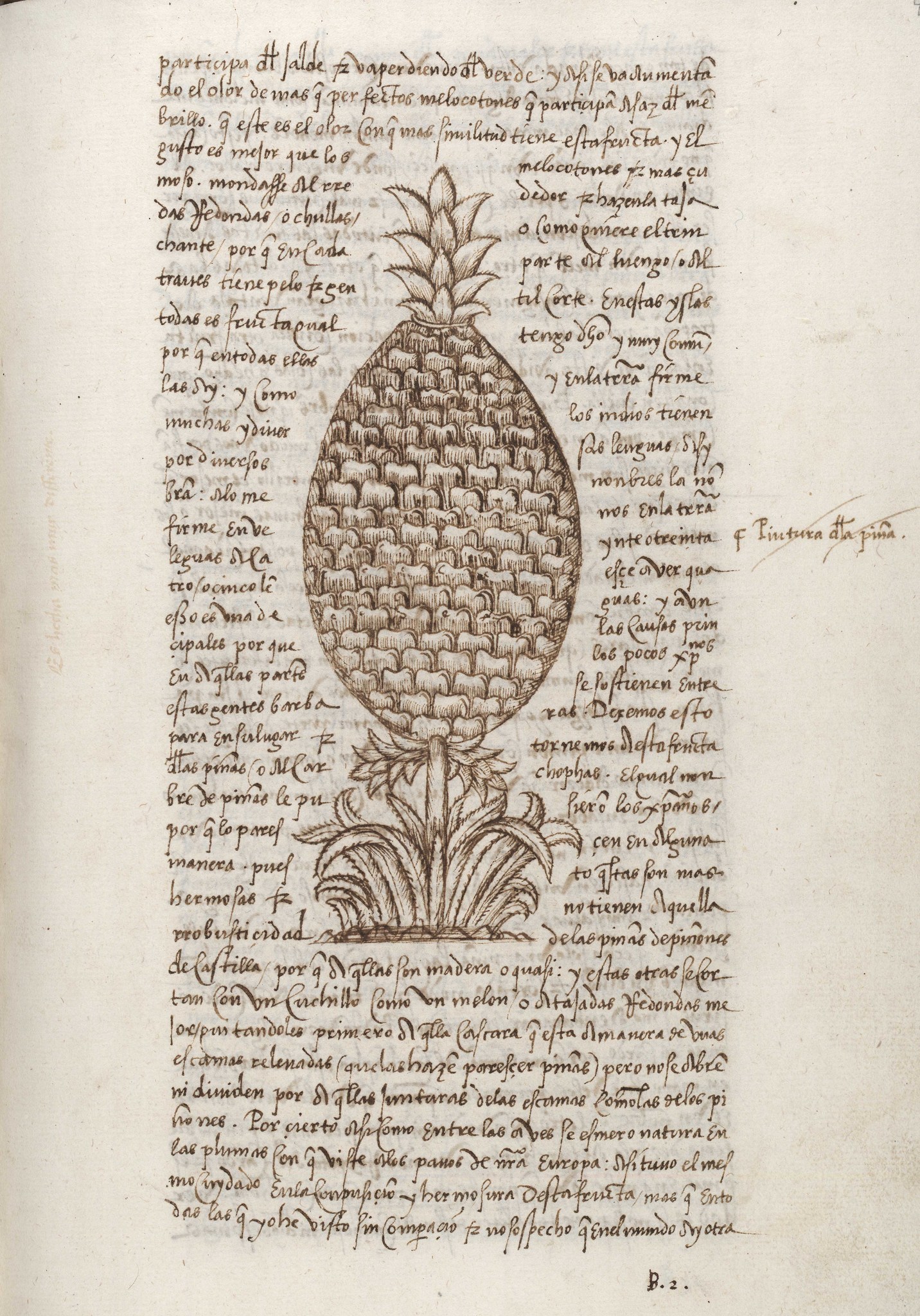 Gonzalo Fernández de Oviedo y Valdés pineapple