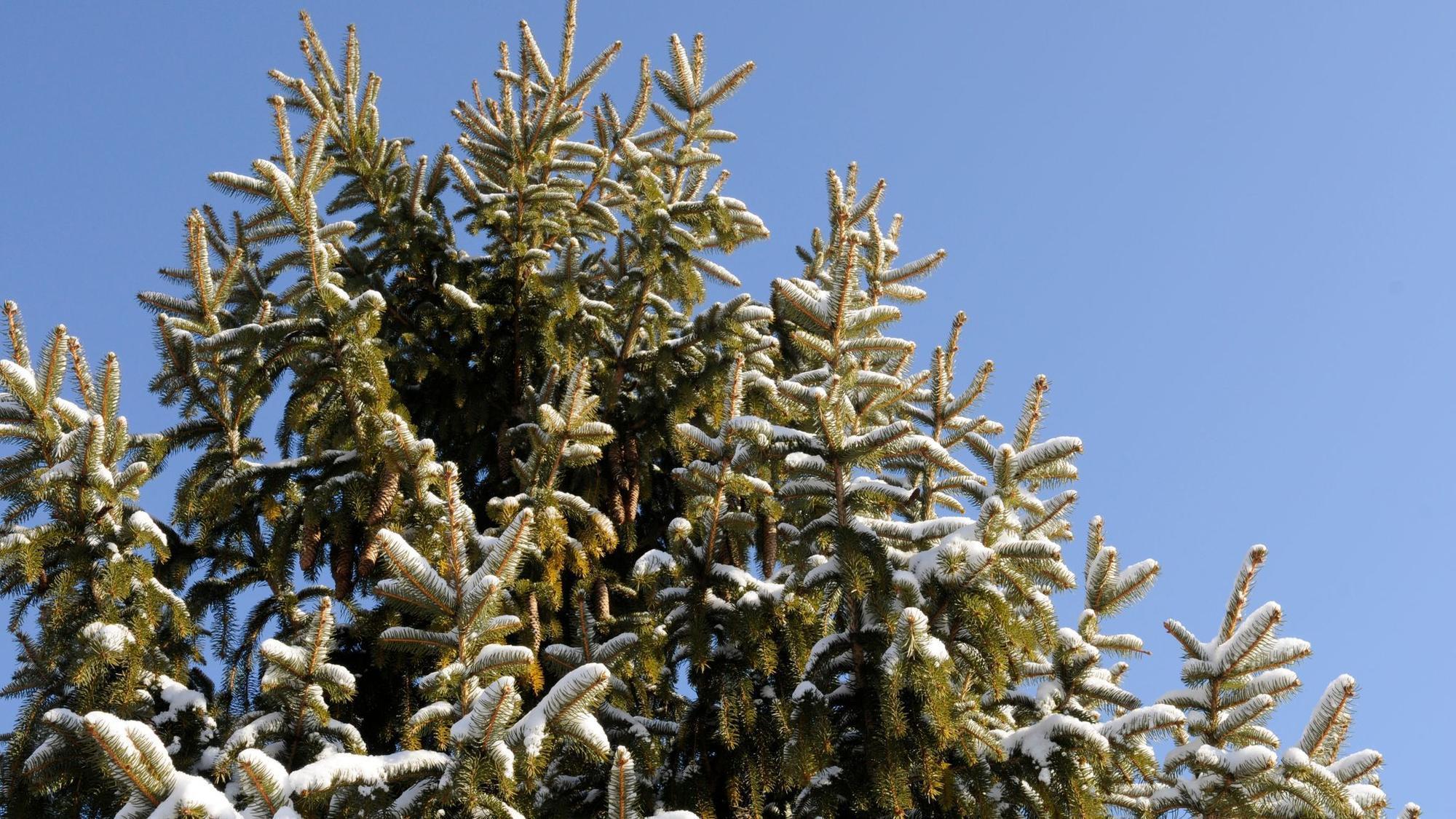 Can I plant my Christmas tree outside after the holidays? - Chicago Tribune