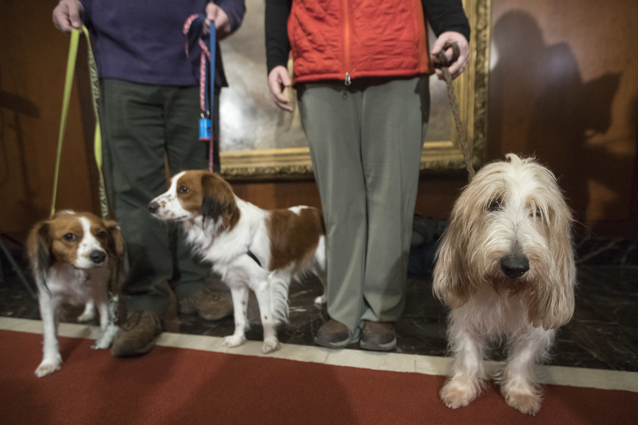 American Kennel Club adds 2 breeds to roster Chicago Tribune