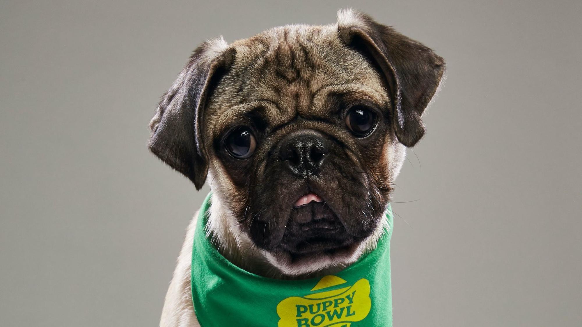 Miami pug to compete in Animal Planet's 'Puppy Bowl' - Sun Sentinel