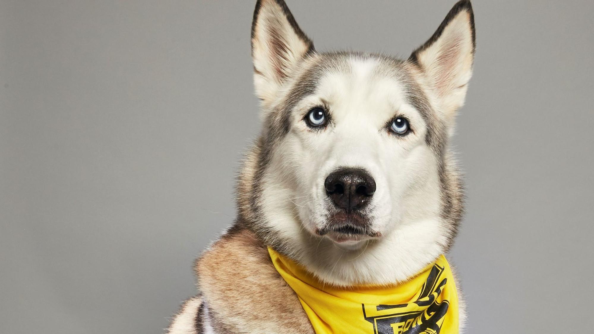 Nanook was once a Siberian Husky in peril. Now, he's about to play doggie football on ...