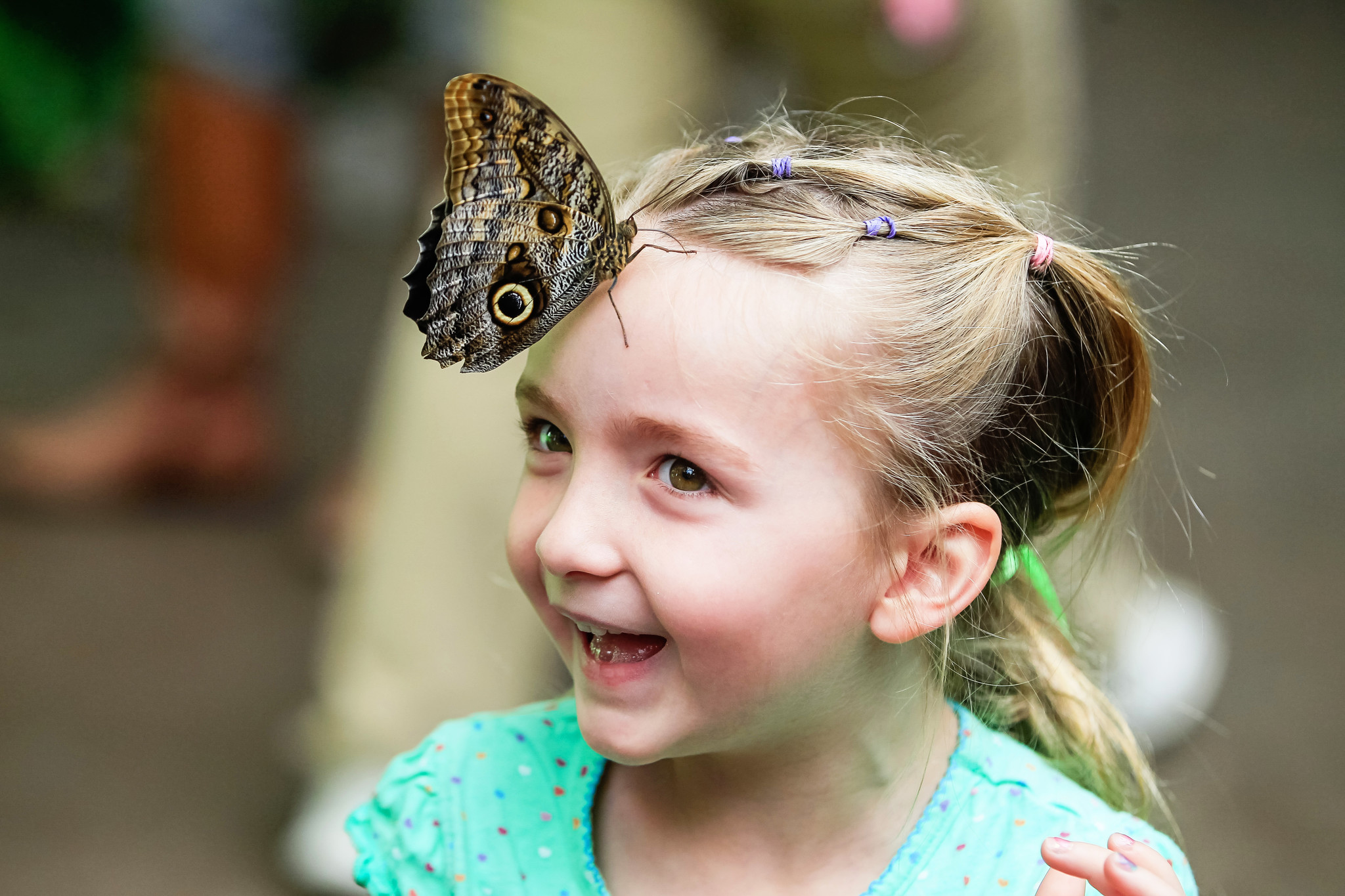 Butterflies at the Safari Park - Capital Gazette