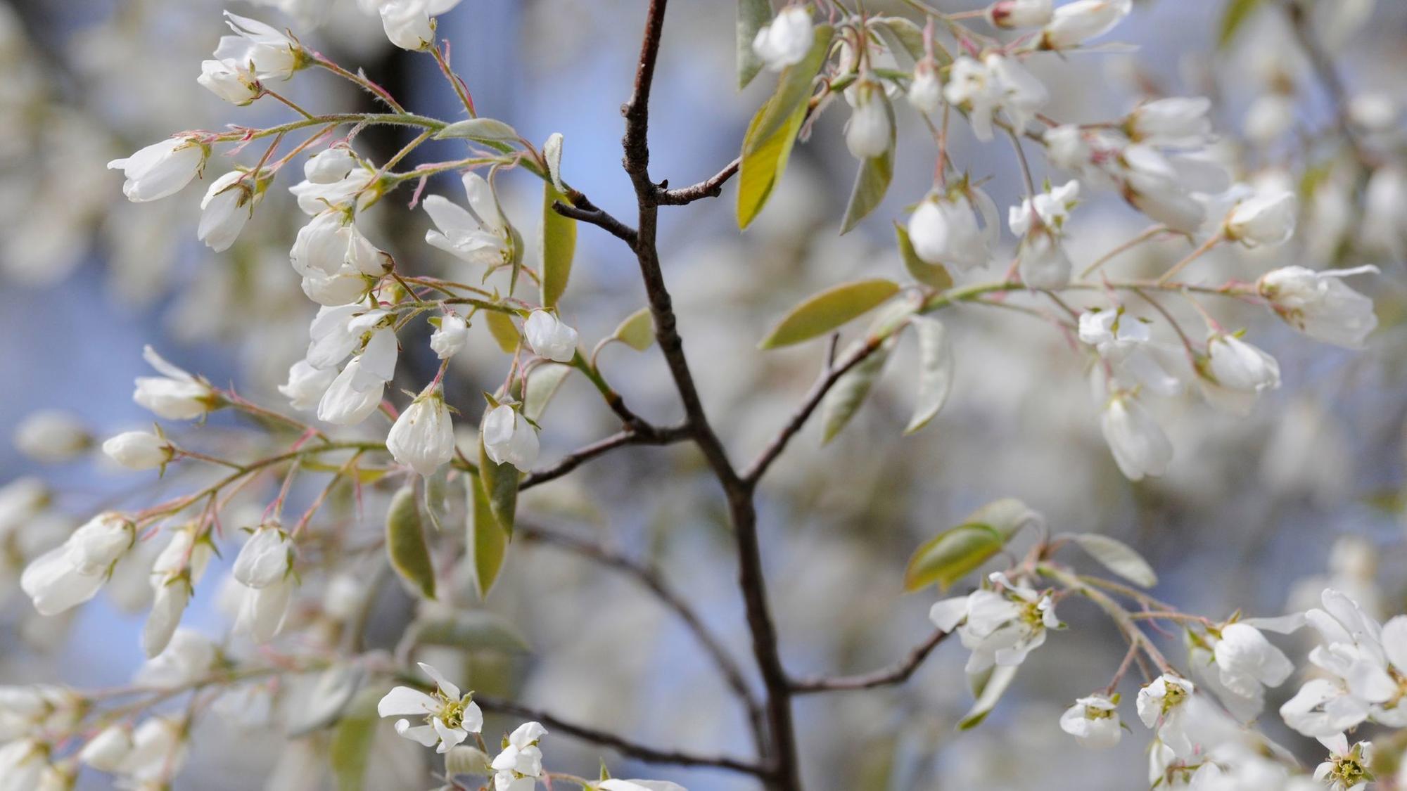 When forcing cut branches to flower, here's how long it takes to see blooms - Chicago Tribune