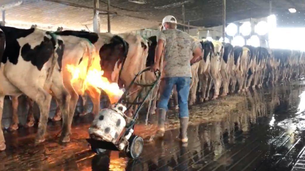 Horrific videos of cows being beaten and burned lead to jail for 2