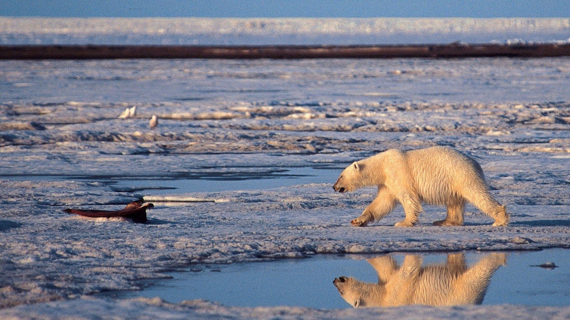 A little extra global warming will mean a lot more habitat loss for