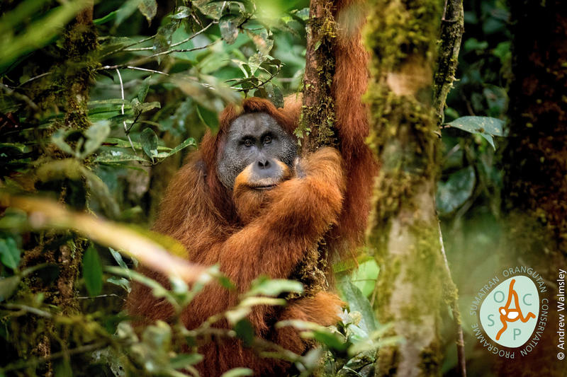   Tapanuli Orangutan "title =" Tapanuli Orangutan "/> 
 
<figcaption clbad=