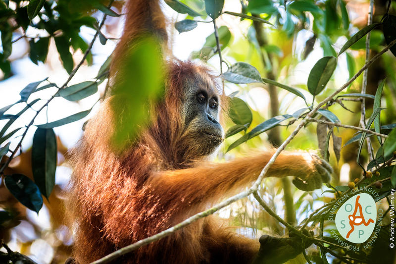   Orangutan of Tapanuli 
