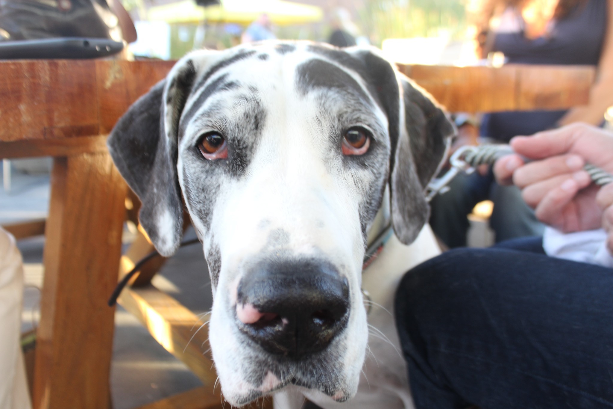 Edwina the Great Dane wants to know what you’re looking at.