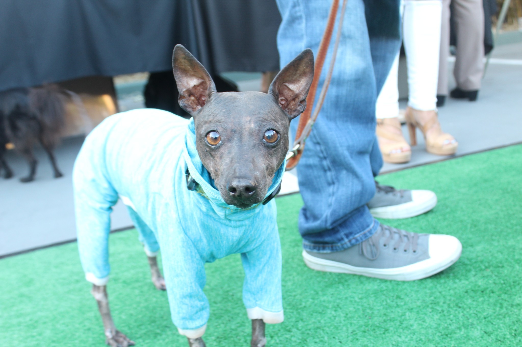 Fluffy’s human, La Jollan Eric Hoffman, dressed her in comfy pajamas because she’s an American Hairless Terrier and she’s cold.