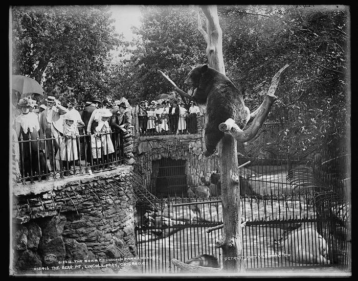 The bear pit at Lincoln Park Zoo, circa 1901