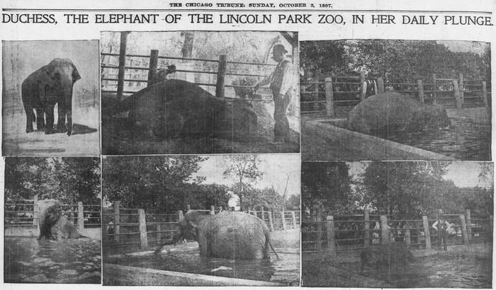 An elephant escape, Bushman, 5,000 hissing cockroaches and 150 years of  animal stories inside the Lincoln Park Zoo – Chicago Tribune