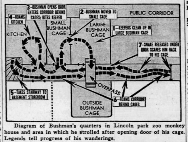 Bushman's escape path, Oct. 1, 1950