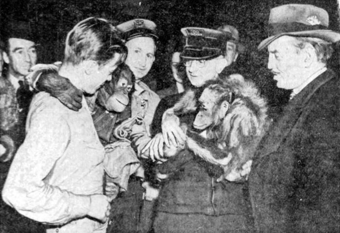 Orangutan arrival, 1940