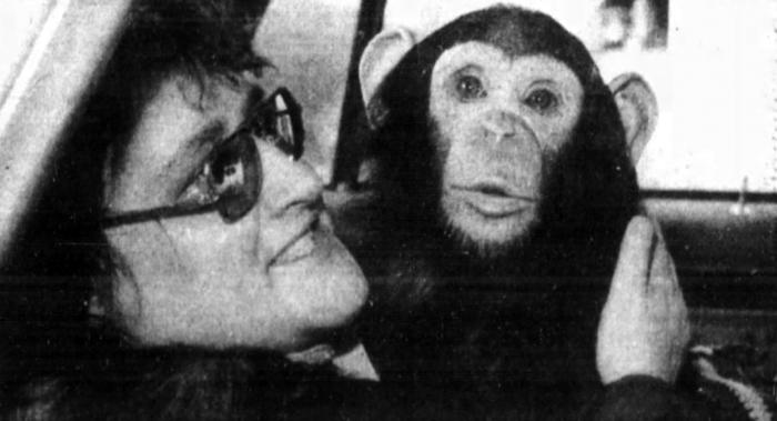 Eve, the stolen chimpanzee, 1982