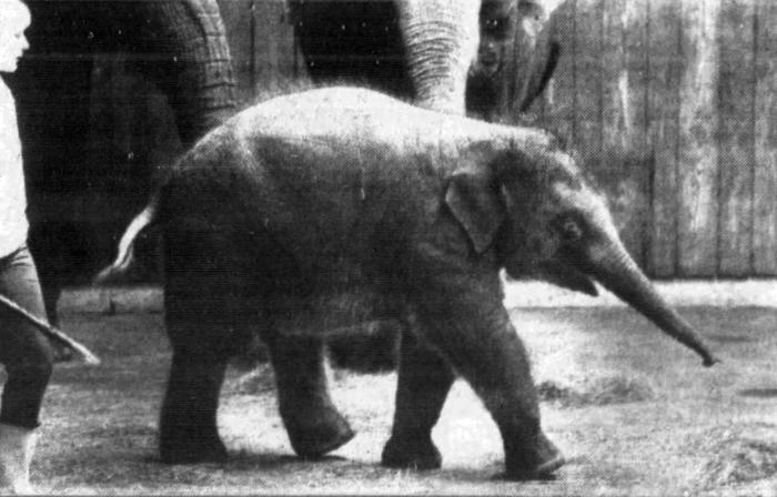 Shanti, Asian elephant at Lincoln Park Zoo, 1991