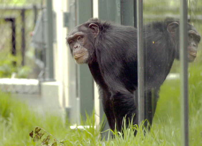 Regenstein Center for African Apes, 2004