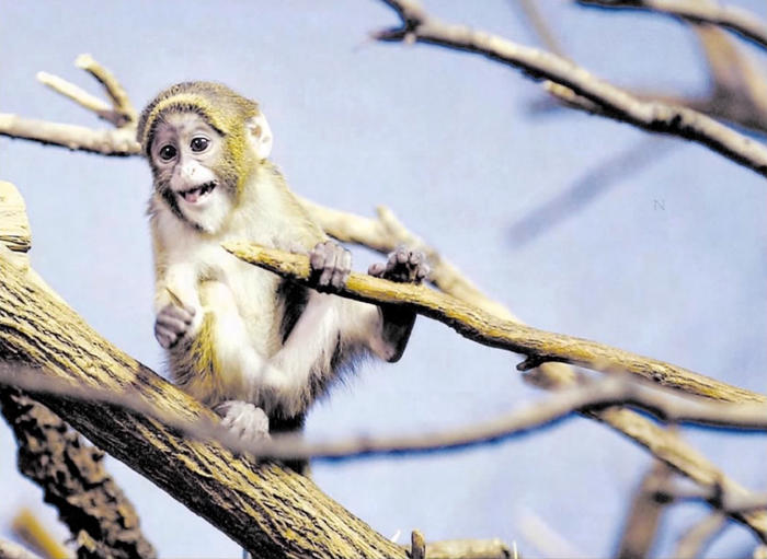 DeBrazza's monkey baby, 2002