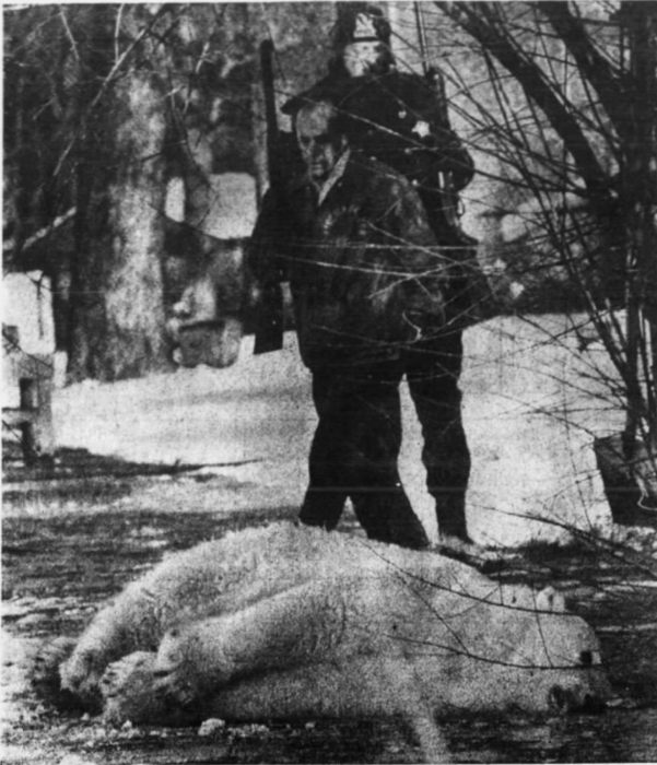 Polar bear Skazka escapes Lincoln Park Zoo enclosure, 1976