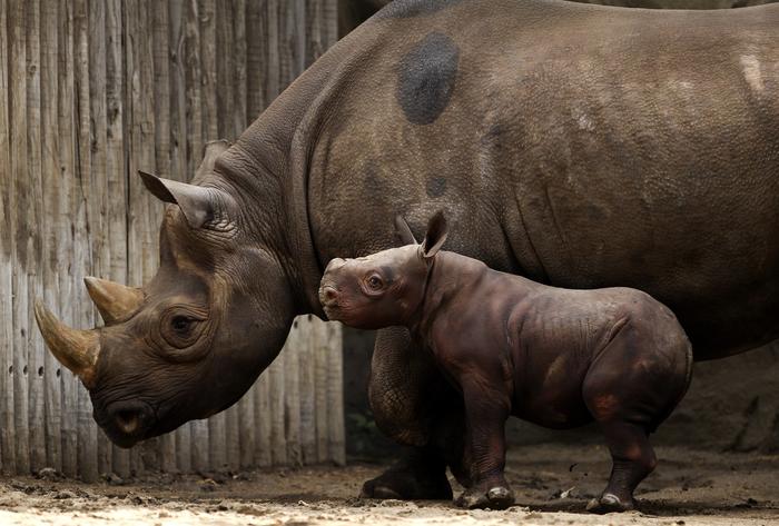 King, baby rhino, 2013