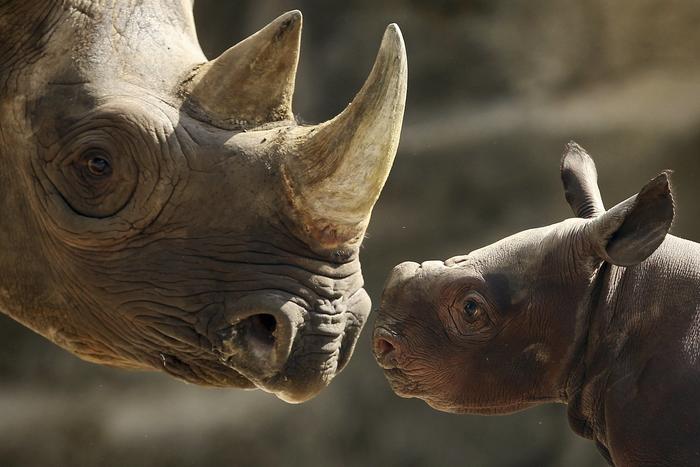 King, baby rhino, 2013