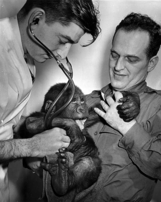 Dr. Lester Fisher attends to Sinbad the gorilla, 1949