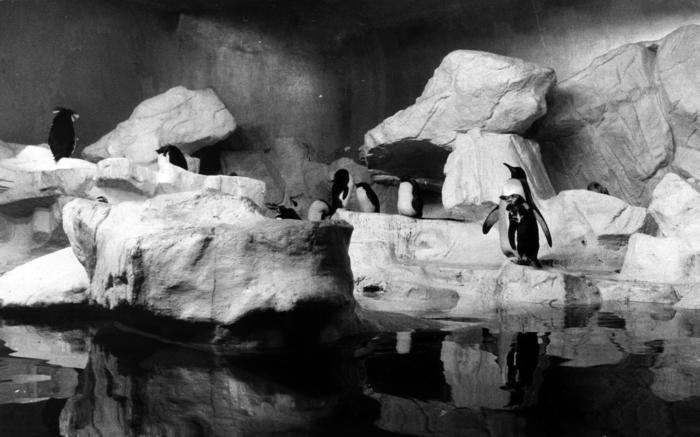 Penguin-Seabird House, 1988