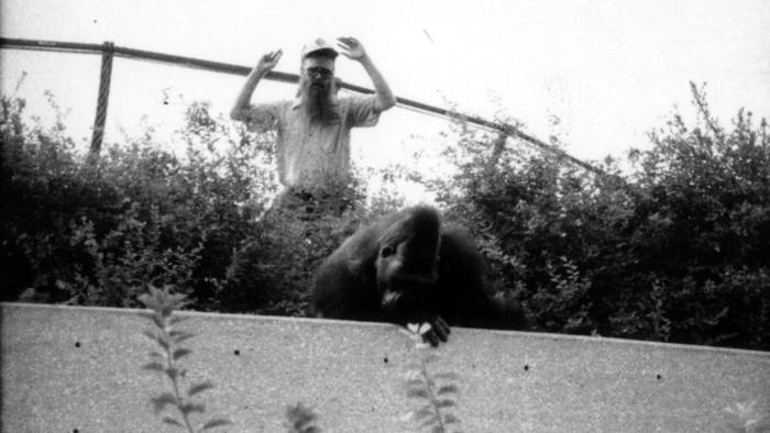 Otto the gorilla escapes, July 27, 1982
