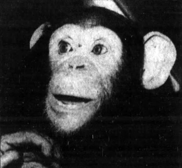 Eve, the stolen chimpanzee, 1982
