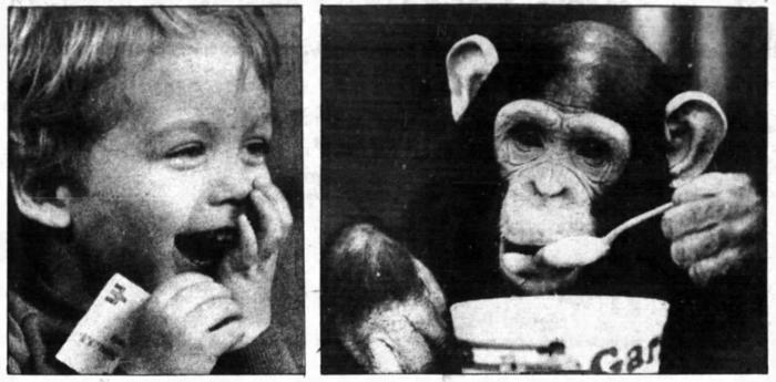 Eve the chimpanzee, 1982