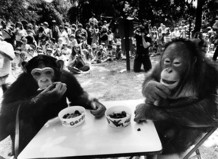 Eve enjoys a "tea party" with Sibu, 1983