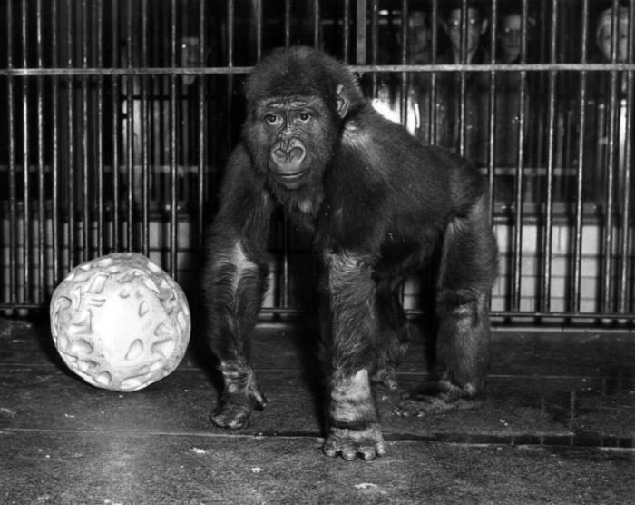Sinbad the gorilla, 1951
