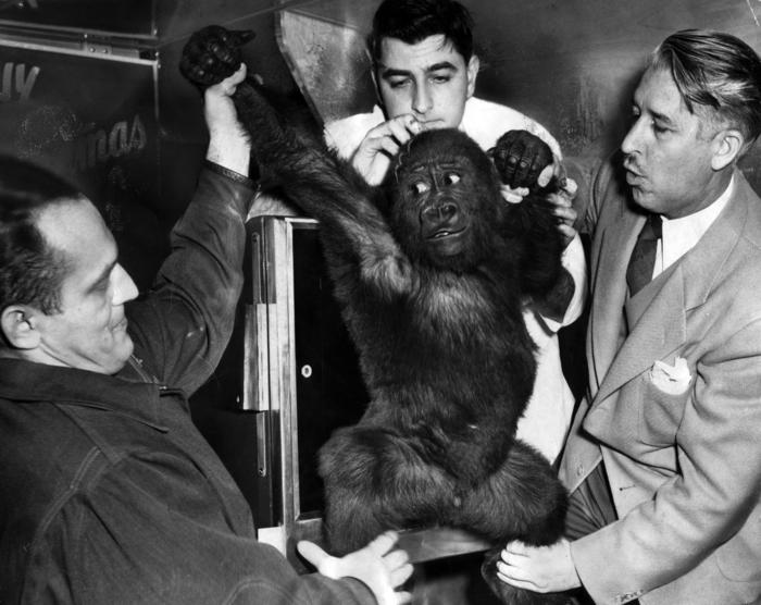 Sinbad the gorilla, 1949