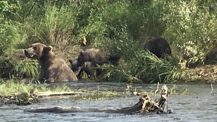 A group of San Diegans saw at least five sets of mothers and cubs on Margot Creek during a trip last month to Alaska.