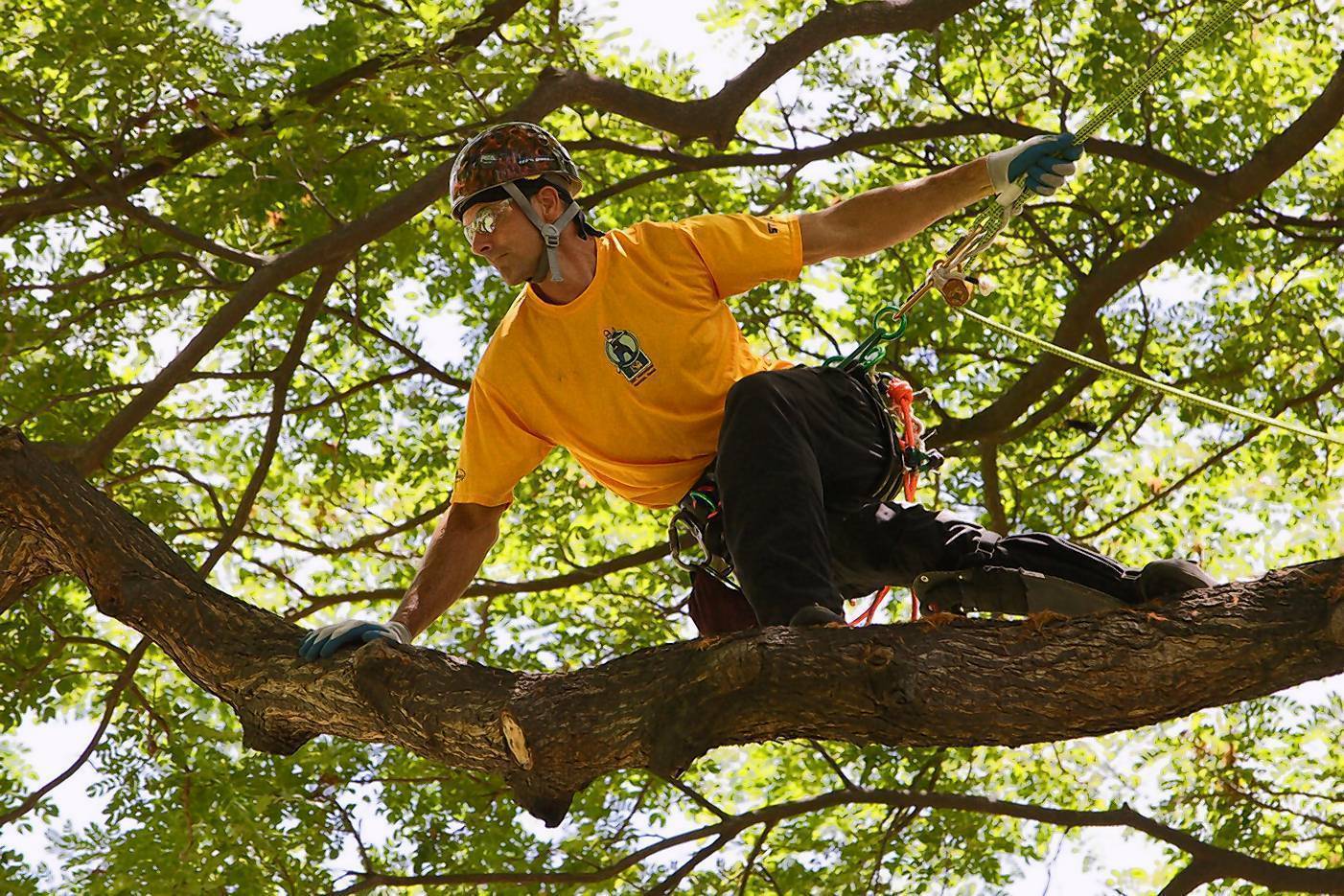 Champion tree  climber and arborist shares his tips and 