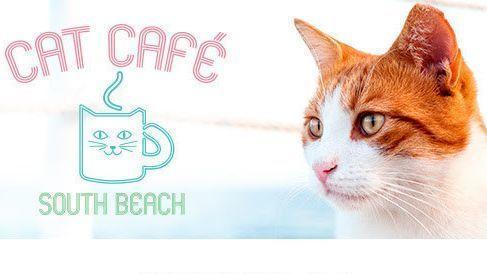  Cats  with your coffee The Cat  Caf  is coming to Miami  