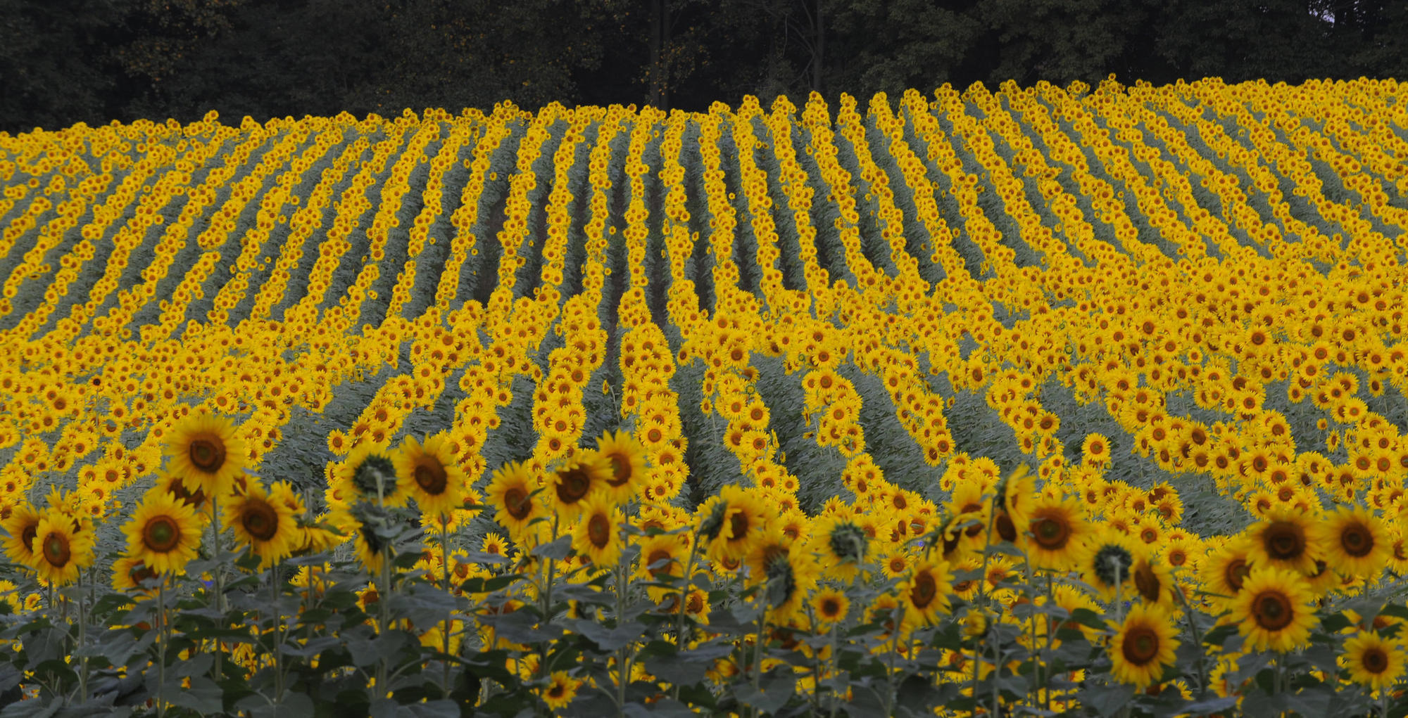 After being washed out by rain this summer, this Maryland sunflower field is now in full bloom ...