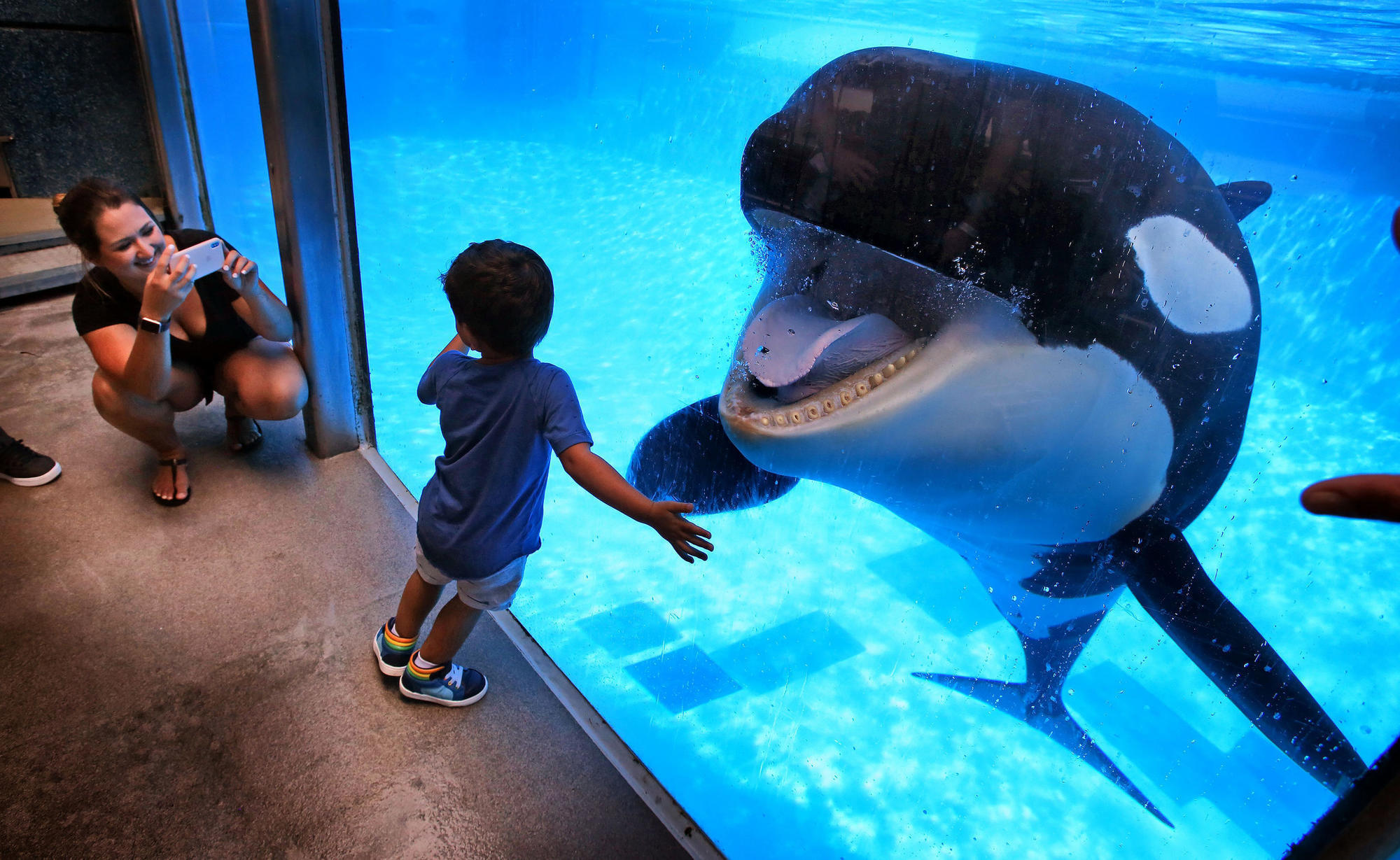 Paus Orca di SeaWorld