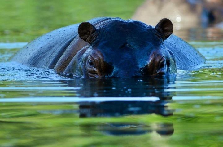 Image result for hippo attacks