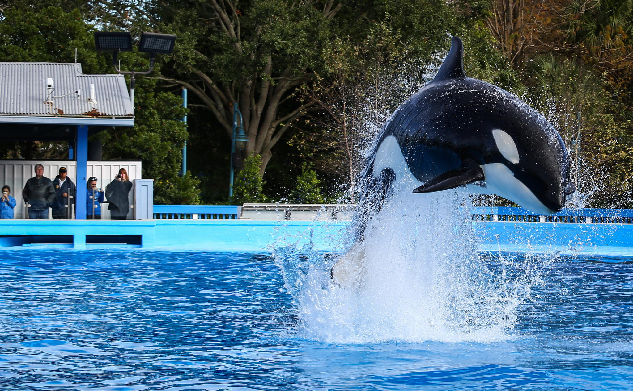 Attendance slips at SeaWorld parks, but company reports record annual