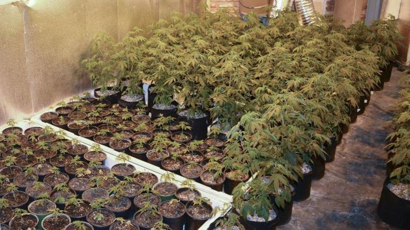 An elaborate marijuana grow operation