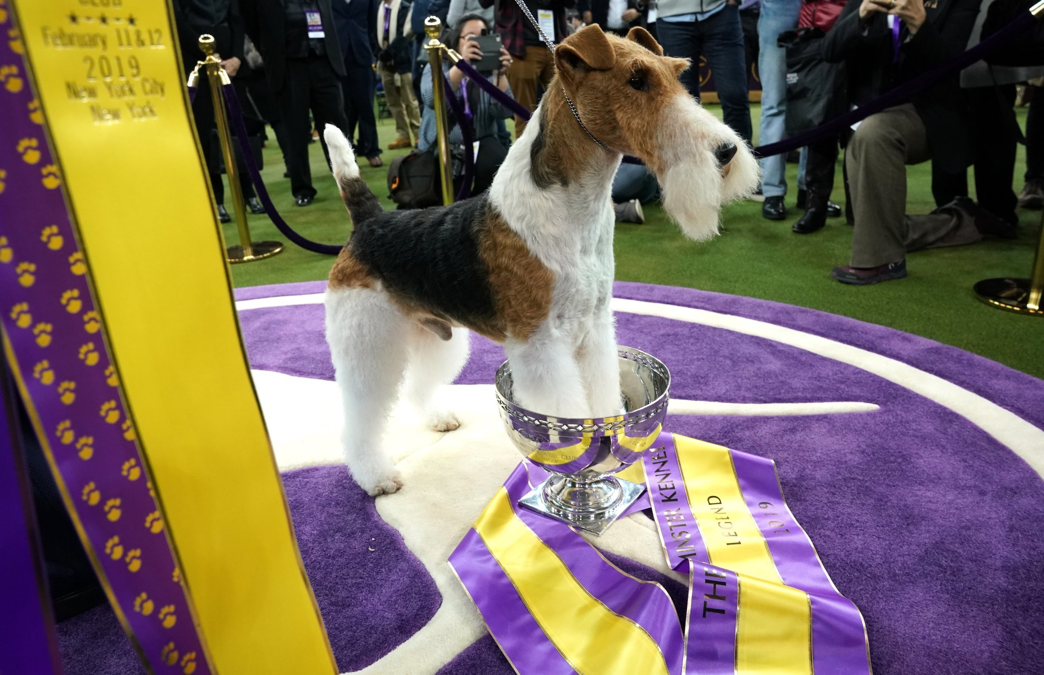 Westminster Kennel Club Dog Show 2019: Meet the best of the good dogs - Orlando Sentinel2048 x 1324